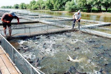Астраханские рыбоводческие предприятия оказались под угрозой закрытия