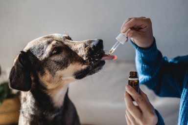 Зарегистрировать препараты для животных станет проще