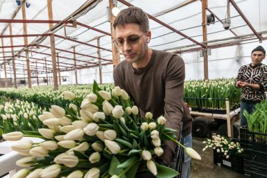 Смогут ли тюльпаны новосибирского предпринимателя заменить голландские
