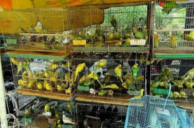 Кабмин установит требования к местам продажи животных