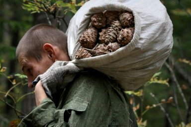 В России установили новый рекорд по сбору лесных орехов, грибов и ягод