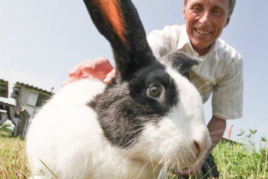 Россиянам разрешили разводить кур и кроликов на садовых и огородных участках